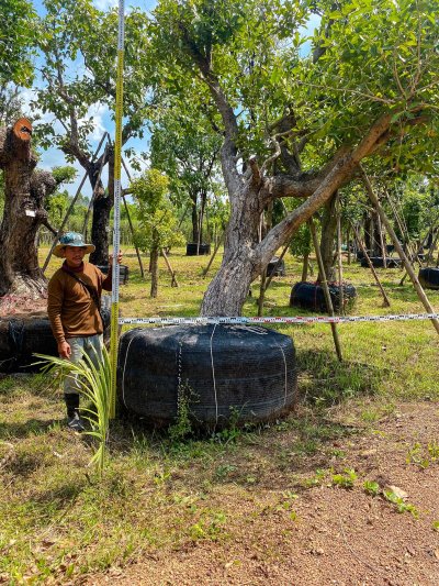 ต้นหว้าเอน