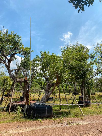 ต้นหว้าเอน