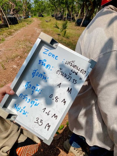 ต้นหว้าเอน