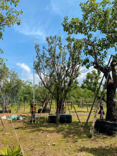 ต้นเสม็ดแดงกอ