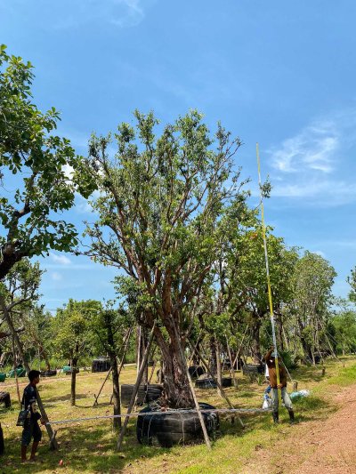 ต้นเสม็ดแดงกอ