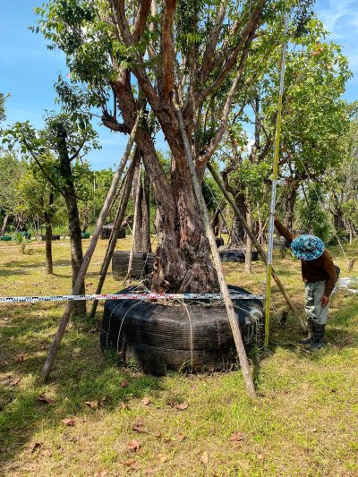 ต้นเสม็ดแดงกอ