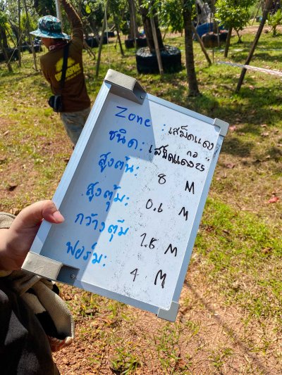 ต้นเสม็ดแดงกอ