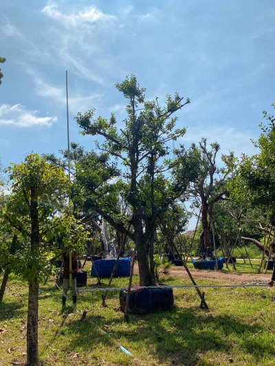 ต้นมั่งมี