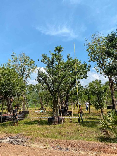 ต้นมั่งมี