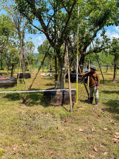 ต้นมั่งมี