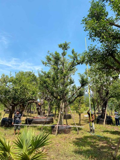 ต้นมั่งมี