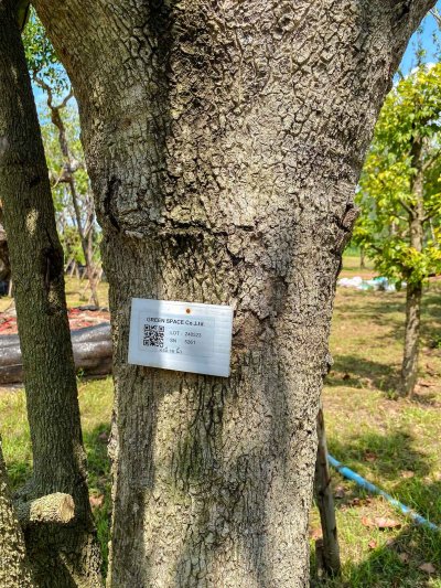 ต้นมั่งมี