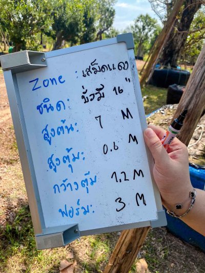 ต้นมั่งมี