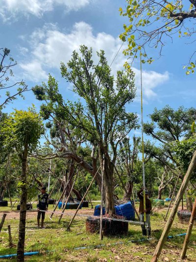 ต้นมั่งมี