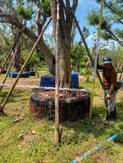 ต้นมั่งมี