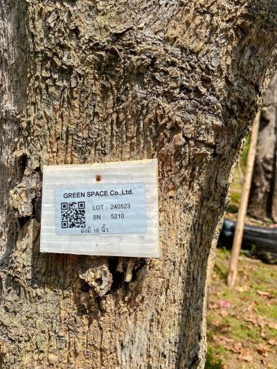 ต้นมั่งมี