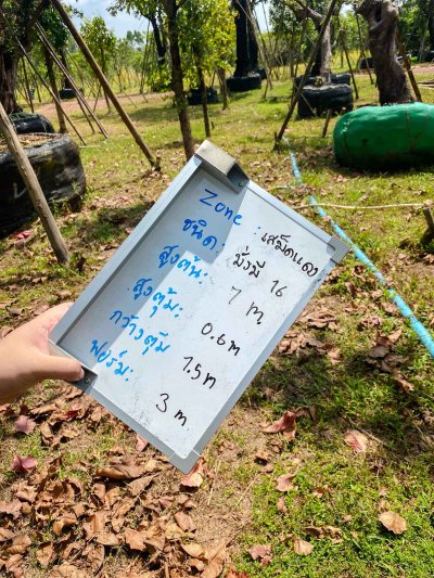 ต้นมั่งมี