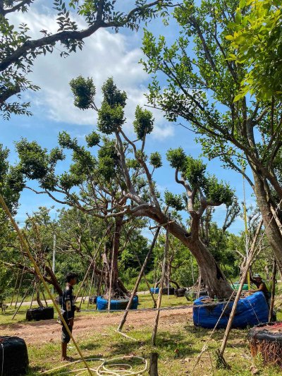 ต้นกระบกเอน