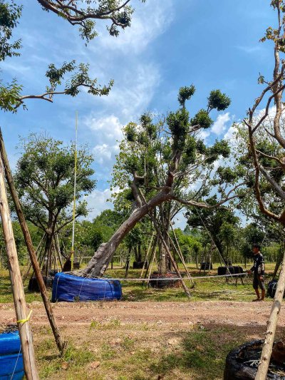 ต้นกระบกเอน