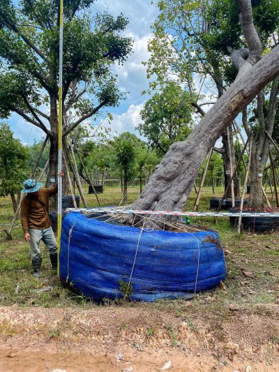 ต้นกระบกเอน