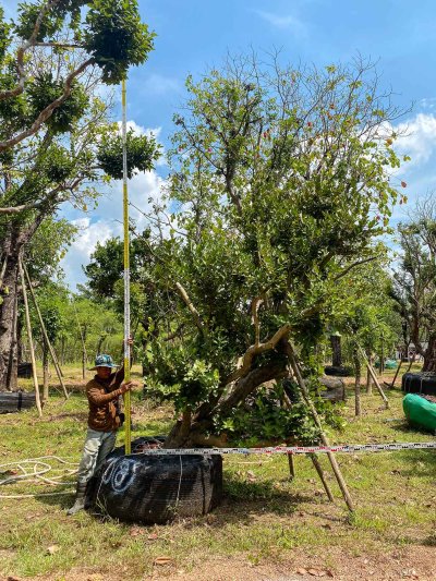 ต้นหว้าเอน