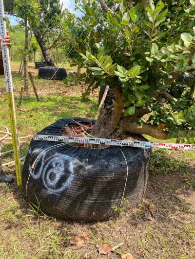 ต้นหว้าเอน