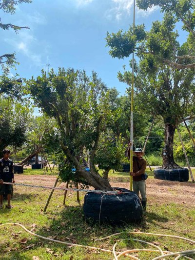 ต้นหว้าเอน