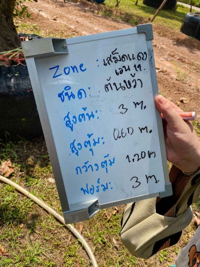 ต้นหว้าเอน