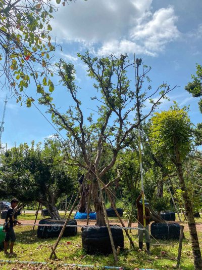 ต้นเสม็ดแดง