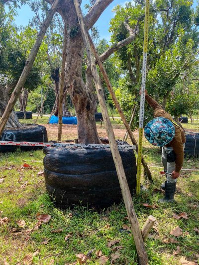 ต้นเสม็ดแดง