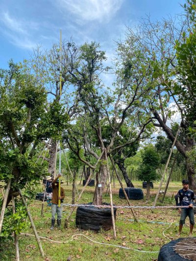 ต้นเสม็ดแดง