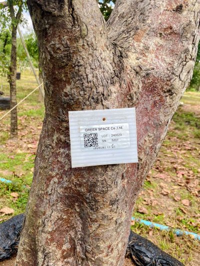 ต้นเสม็ดแดง