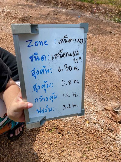 ต้นเสม็ดแดง