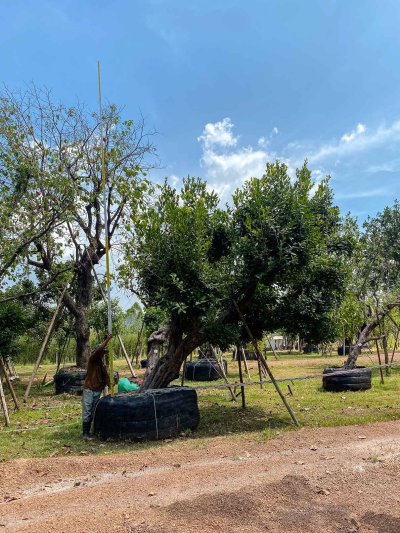 ต้นหว้าเอน