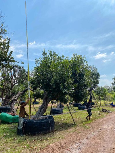 ต้นหว้าเอน