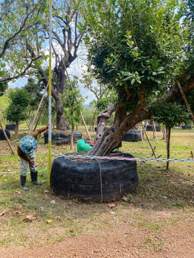 ต้นหว้าเอน