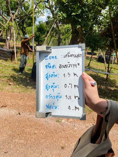 ต้นหว้าเอน