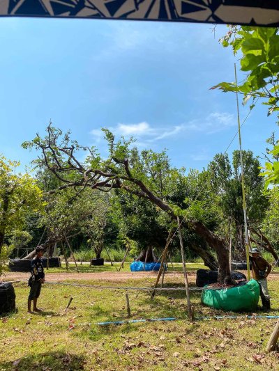 ต้นเสม็ดแดงเอน