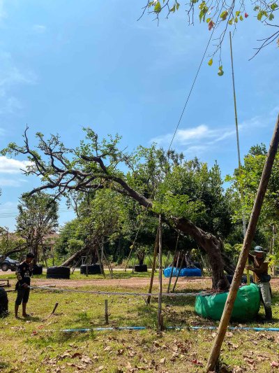 ต้นเสม็ดแดงเอน