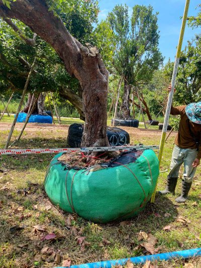 ต้นเสม็ดแดงเอน