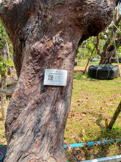 ต้นเสม็ดแดงเอน