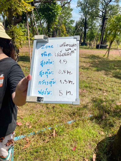 ต้นเสม็ดแดงเอน