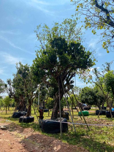 ต้นหว้าเอน