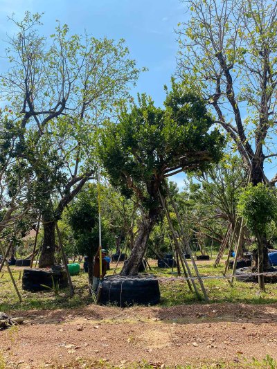 ต้นหว้าเอน