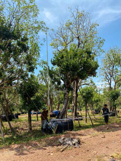 ต้นหว้าเอน