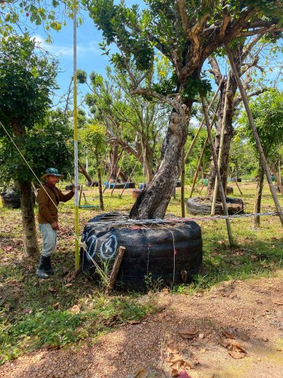 ต้นหว้าเอน