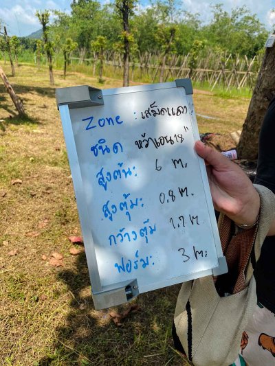 ต้นหว้าเอน