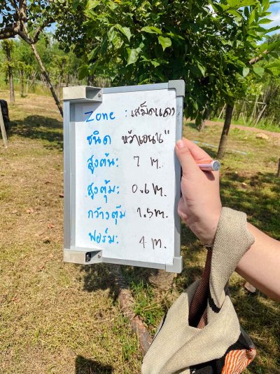 ต้นหว้าเอน