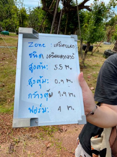 ต้นเสม็ดแดงกอ