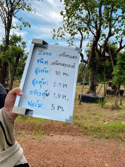 ต้นเสม็ดแดงกอ