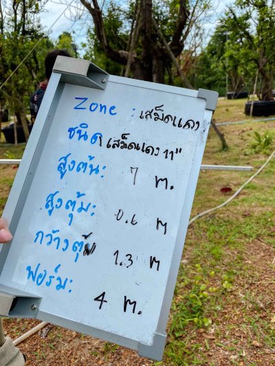 ต้นเสม็ดแดง