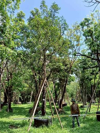 ต้นนางกวัก 10 นิ้ว