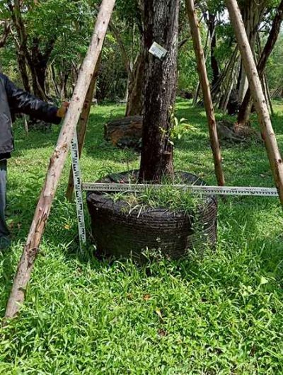 ต้นนางกวัก 10 นิ้ว