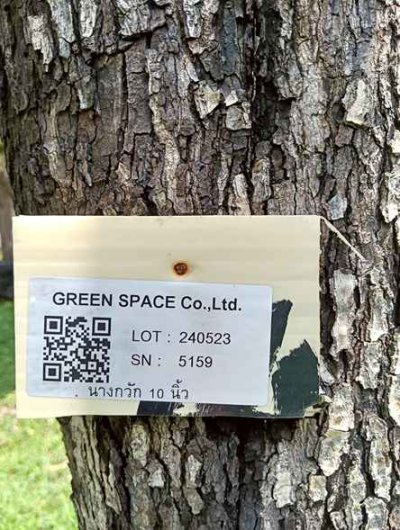 ต้นนางกวัก 10 นิ้ว